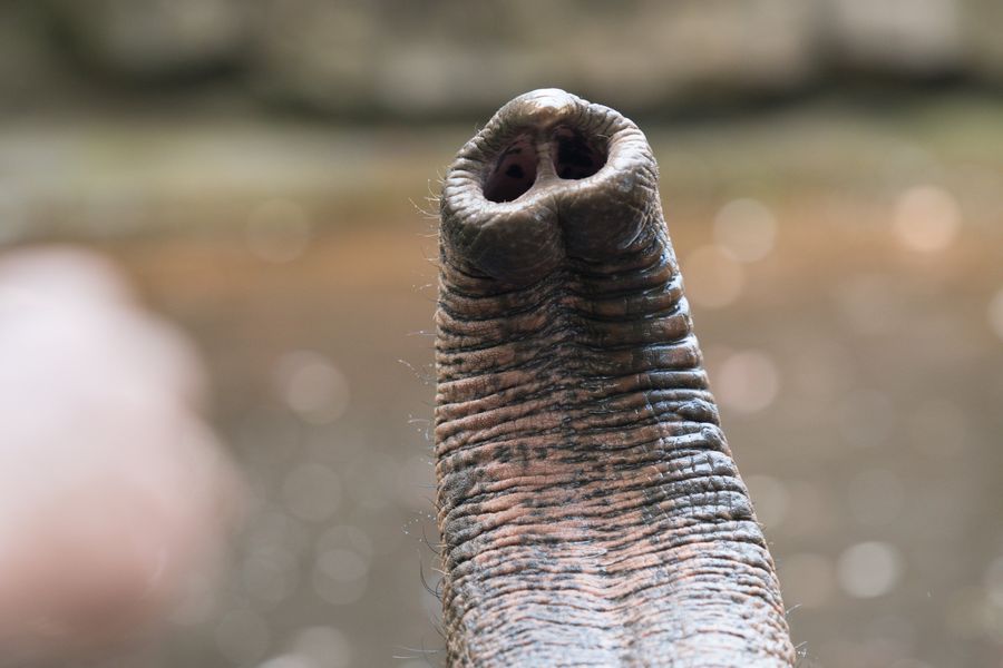 Close-up of an Asian elephant trunk tip with fine whiskers along its sides