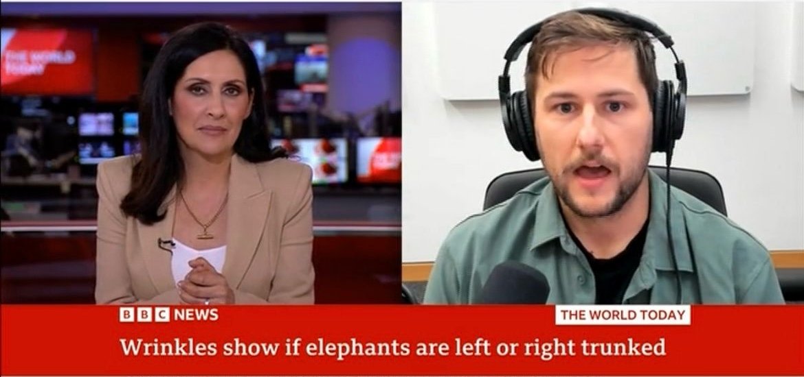 BBC News split screen of a studio anchor and a researcher in headphones, captioned: Wrinkles show if elephants are left or right trunked
